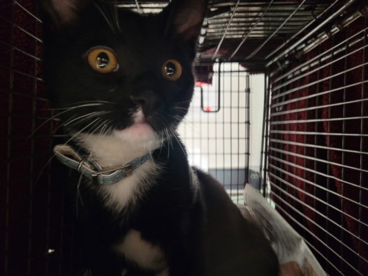 Shelter Stray Male Cat last seen , 11361 W Pico Blvd, Los Angeles, CA 90064, USA