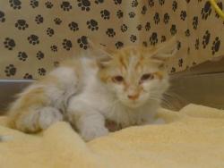 Shelter Stray Male Cat last seen ANTELOPE RD/ANTELOPE HILLS DR, 95843, 3839 Bradshaw Rd, Sacramento, CA 95827, USA