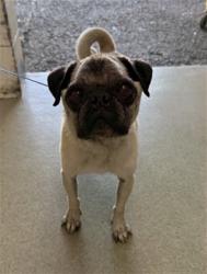 Shelter Stray Male Dog last seen CHERRY/FOOTHILL, 333 Chandler Pl, San Bernardino, CA 92408, USA