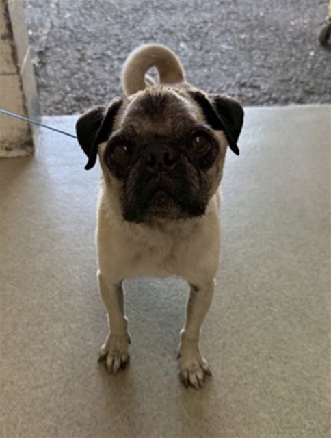 Shelter Stray Male Dog last seen CHERRY/FOOTHILL, 333 Chandler Pl, San Bernardino, CA 92408, USA