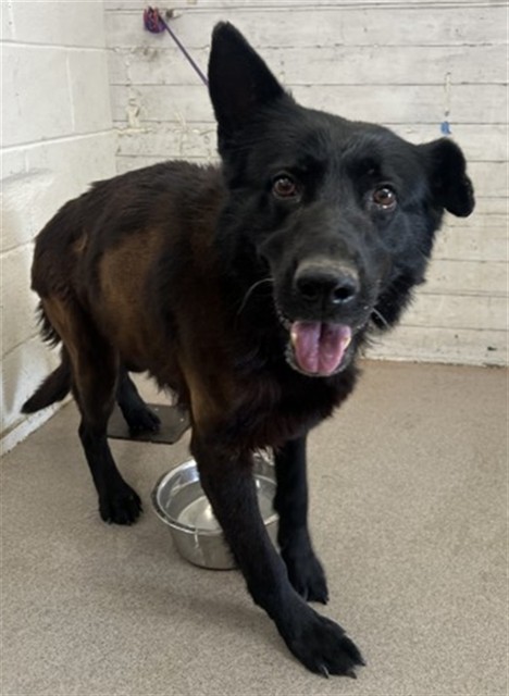 Shelter Stray Female Dog last seen WATERMAN & 210, 333 Chandler Pl, San Bernardino, CA 92408, USA