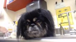 Shelter Stray Male Dog last seen Near BLOCK W EXPOSITION AVE, DENVER CO 80219, 1241 W Bayaud Ave, Denver, CO 80223, USA