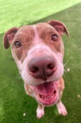 Shelter Stray Male Dog last seen FITZGERALD ST, 2020 Forest St, Jacksonville, FL 32204, USA