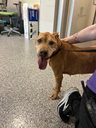 Shelter Stray Female Dog last seen 122ND AND QUEBEC, 12155 Park Blvd, Brighton, CO 80601, USA