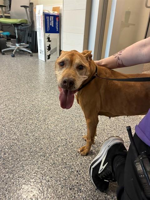 Shelter Stray Female Dog last seen 122ND AND QUEBEC, 12155 Park Blvd, Brighton, CO 80601, USA