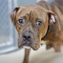 Shelter Stray Female Dog last seen CARROLL AVE, 4710 TX-151, San Antonio, TX 78227, USA