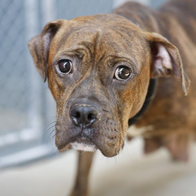 Shelter Stray Female Dog last seen CARROLL AVE, 4710 TX-151, San Antonio, TX 78227, USA