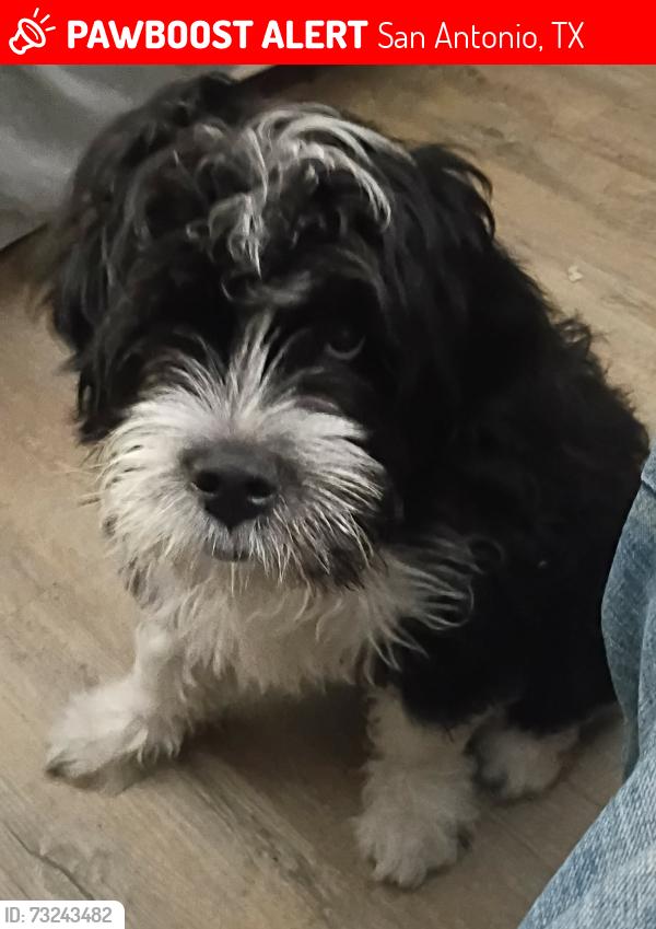 Lost Male Dog last seen Alamo Oasis, San Antonio, TX 78227