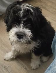 Lost Male Dog last seen Alamo Oasis, San Antonio, TX 78227