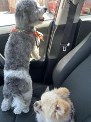 Reunited Male Dog last seen Newark, Newark, CA 94560
