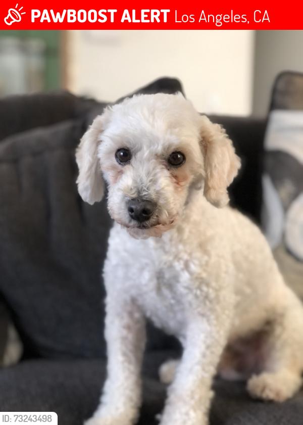 Lost Male Dog last seen Concord and 7th st, Los Angeles, CA 90023