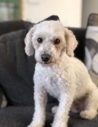 Lost Male Dog last seen Concord and 7th st, Los Angeles, CA 90023