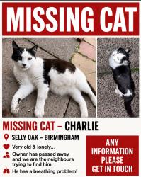 Lost Male Cat last seen Fladbury Crescent b29, West Midlands, England B29 6PH