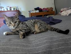 Lost Male Cat last seen He was home last night, Langley, BC V3A 1T3