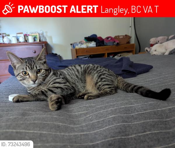 Lost Male Cat last seen He was home last night, Langley, BC V3A 1T3