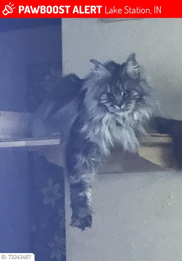 Lost Female Cat last seen Interstate 80 just past last rest area, Lake Station, IN 46405