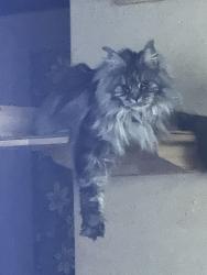 Lost Female Cat last seen Interstate 80 just past last rest area, Lake Station, IN 46405