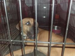 Found/Stray Female Dog last seen Rivers and 84 hwy., Walthourville, GA 31333