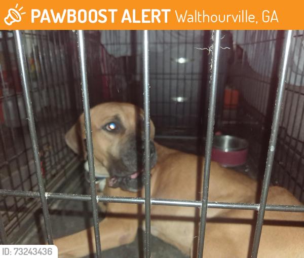 Found/Stray Female Dog last seen Rivers and 84 hwy., Walthourville, GA 31333