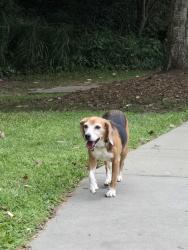 Found/Stray Female Dog last seen Near Patton Ave at the Goodwill, Asheville, NC 28806