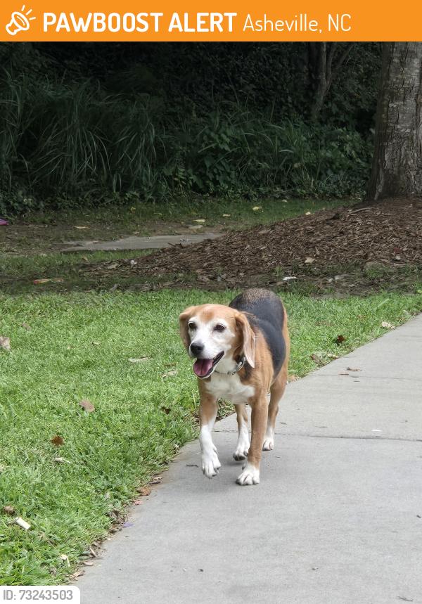 Found/Stray Female Dog last seen Near Patton Ave at the Goodwill, Asheville, NC 28806