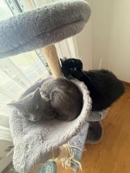 Lost Male Cat last seen Douglas, Racine, WI 53404