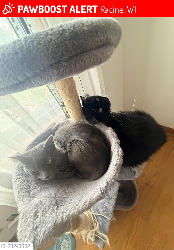 Lost Male Cat last seen Douglas, Racine, WI 53404