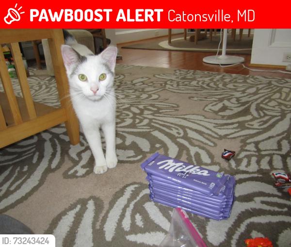 Found/Stray Male Cat last seen Dunbar Ave Catonsville 21228 near the Walmart, Catonsville, MD 21228