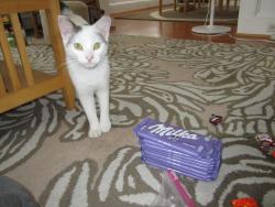 Found/Stray Male Cat last seen Dunbar Ave Catonsville 21228 near the Walmart, Catonsville, MD 21228