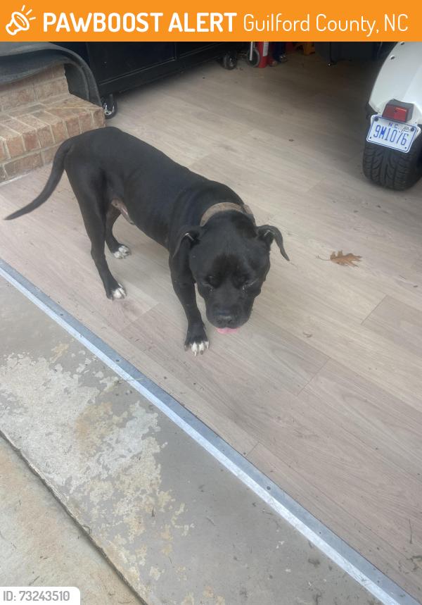 Found/Stray Male Dog last seen Yanceyville / Burton Farm Road, Guilford County, NC 27455