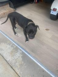Found/Stray Male Dog last seen Yanceyville / Burton Farm Road, Guilford County, NC 27455