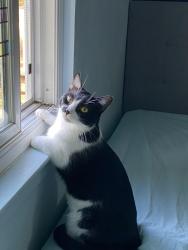 Reunited Male Cat last seen Los Ninos Way, Los Altos, CA 94022