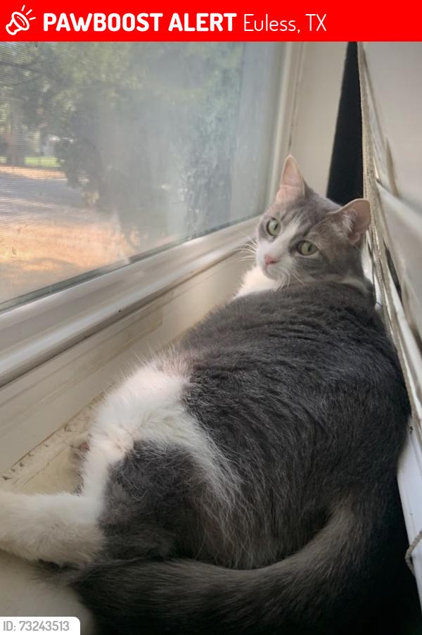 Lost Female Cat last seen Ridgecrest Dr, Euless, TX 76040