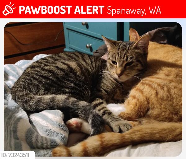 Lost Female Cat last seen 55th/224th, Spanaway, WA 98387