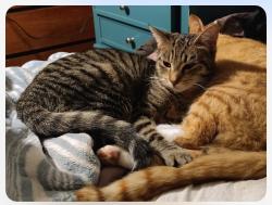 Lost Female Cat last seen 55th/224th, Spanaway, WA 98387