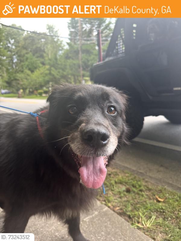 Found/Stray Unknown Dog last seen Pangborn & Lavista, DeKalb County, GA 30033