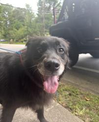 Found/Stray Unknown Dog last seen Pangborn & Lavista, DeKalb County, GA 30033