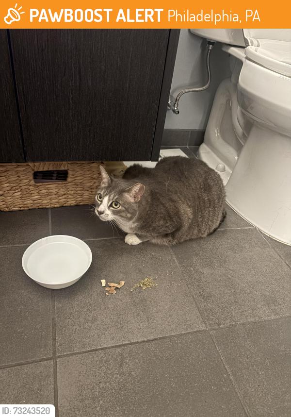 Found/Stray Female Cat last seen Across the street, Philadelphia, PA 19122
