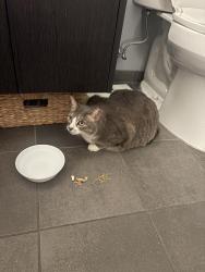 Found/Stray Female Cat last seen Across the street, Philadelphia, PA 19122