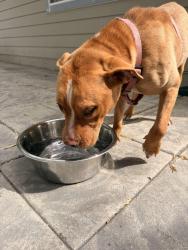Reunited Female Dog last seen Daleway Spray Park, Lynnwood, WA 98036