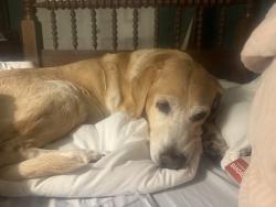 Lost Female Dog last seen stockton cottage, 3906 county road, Jacksonville, TX 75766
