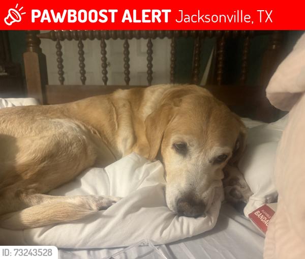 Lost Female Dog last seen stockton cottage, 3906 county road, Jacksonville, TX 75766