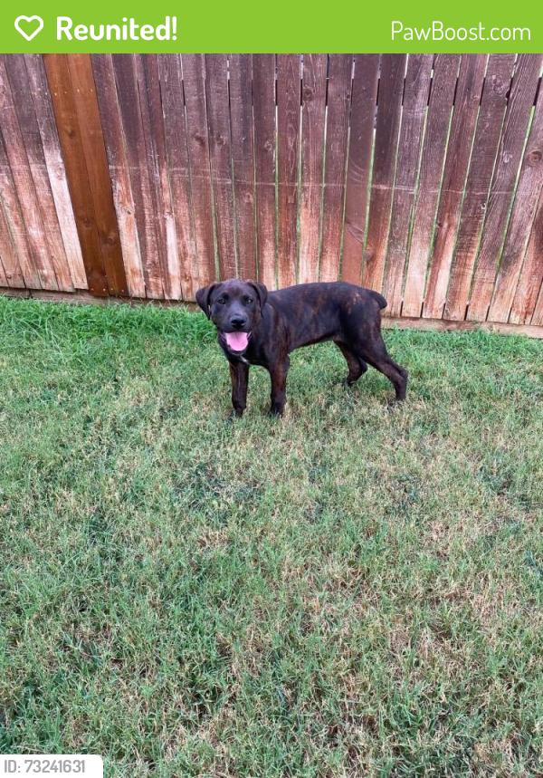 Reunited Female Dog last seen I-35 and Barthold Rd, Denton, TX 76207