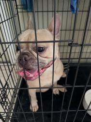 Reunited Female Dog last seen Sedgeway Ln, Carrollton, TX 75006, USA, Carrollton, TX 75006