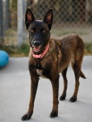 Shelter Stray Female Dog last seen Near W GAMBRELL ST, South District, TX, 355 Hillshire Dr, Haslet, TX 76052, USA
