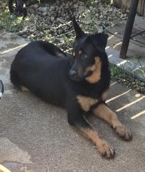 Shelter Stray Male Dog last seen Near Cibolo Dr, South District, TX, 355 Hillshire Dr, Haslet, TX 76052, USA