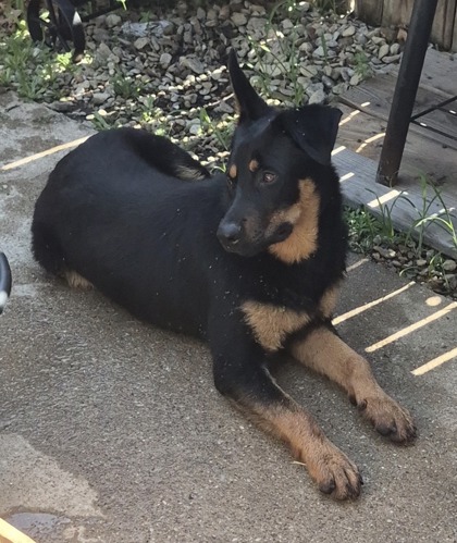 Shelter Stray Male Dog last seen Near Cibolo Dr, South District, TX, 355 Hillshire Dr, Haslet, TX 76052, USA
