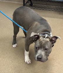 Shelter Stray Male Dog last seen Near Wildcat Rd, Decatur, GA 30034, 30034, GA, 3280 Chamblee Dunwoody Rd, Chamblee, GA 30341, USA