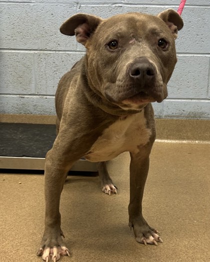 Shelter Stray Male Dog last seen Near Parkhill Drive, 30032, GA, 3280 Chamblee Dunwoody Rd, Chamblee, GA 30341, USA