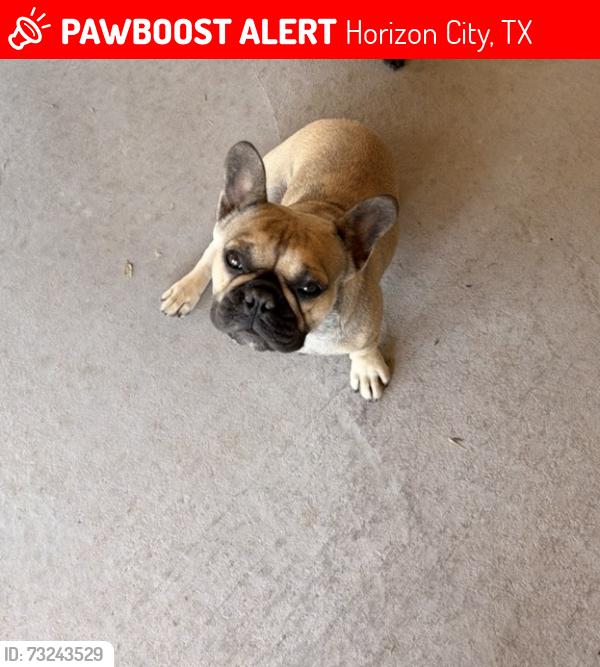 Lost Female Dog last seen Sabio/Maravillas, Horizon City, TX 79928